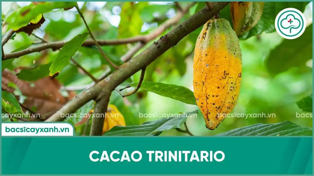 Cacao Trinitario